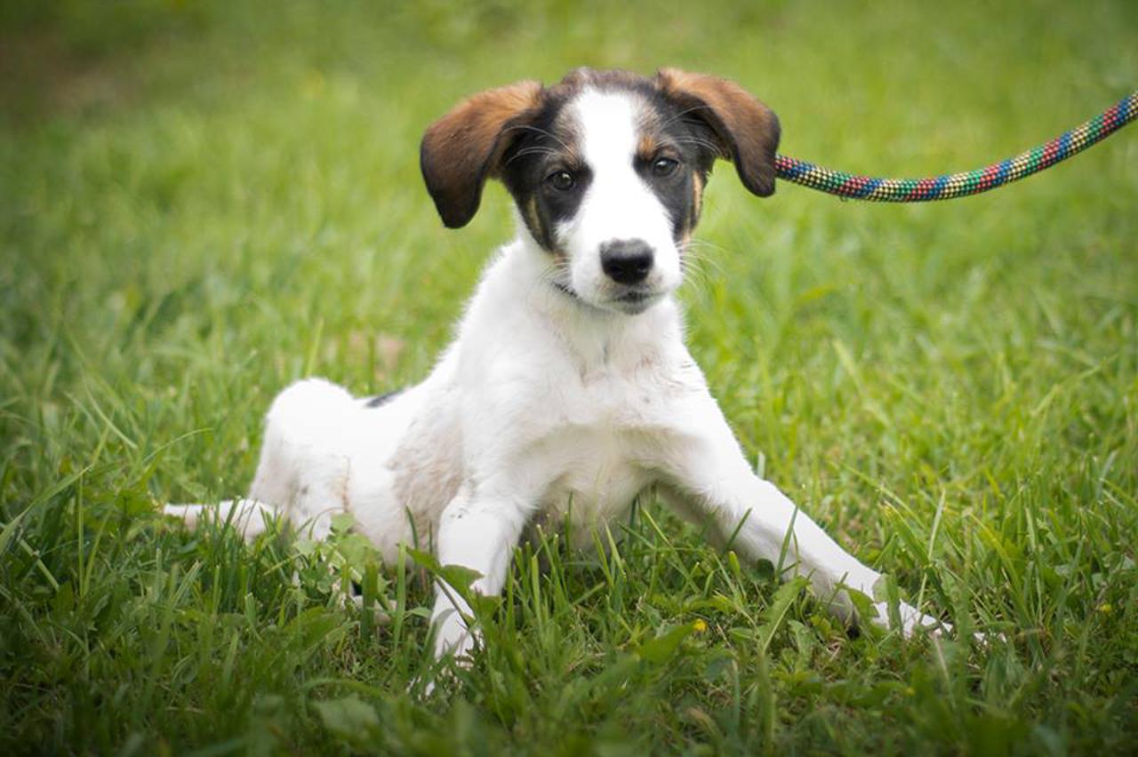 Pas i mačka za udomljavanje