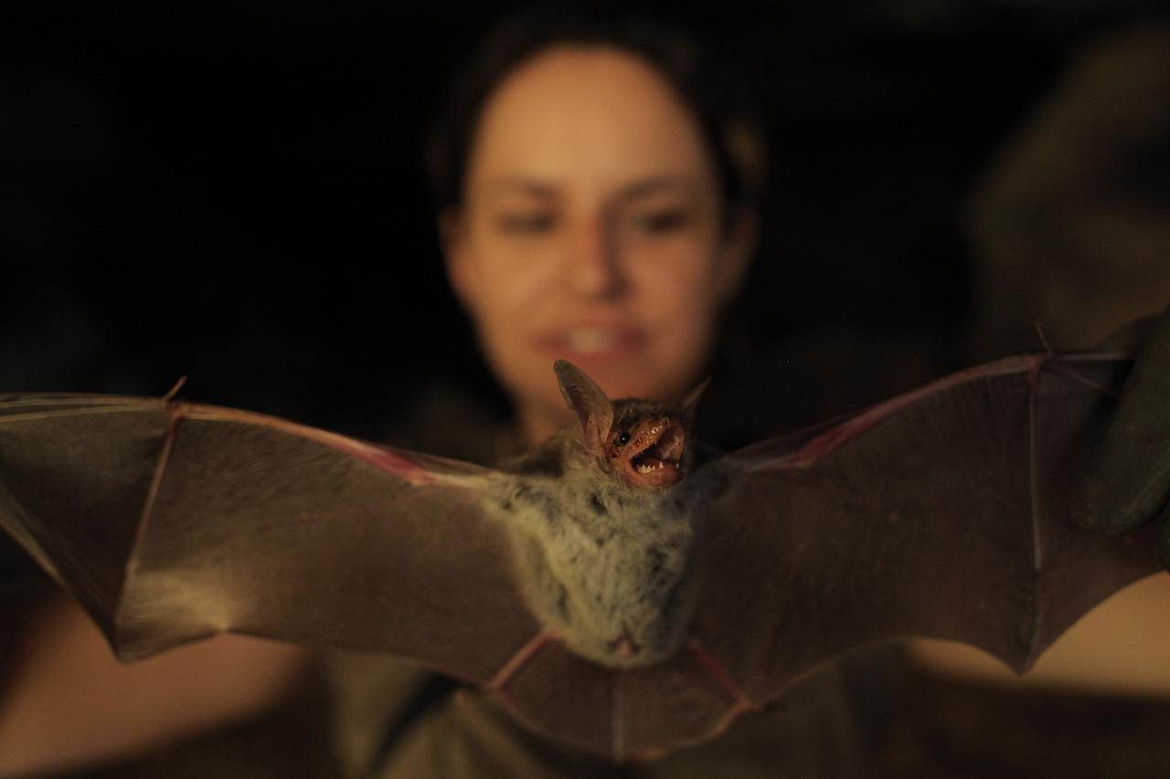 31.08.2011., Zadar - U pecini koja je izvor rijeke Bijele kraj mjesta Karin nalazi se kolonija sismisa. Jedini su sisavci koji mogu aktivno letjeti. Mlade biologinje proucavaju i prate stanje sismisa na vise podrucja u Hrvatskoj. Photo: Filip Brala/PIXSEL