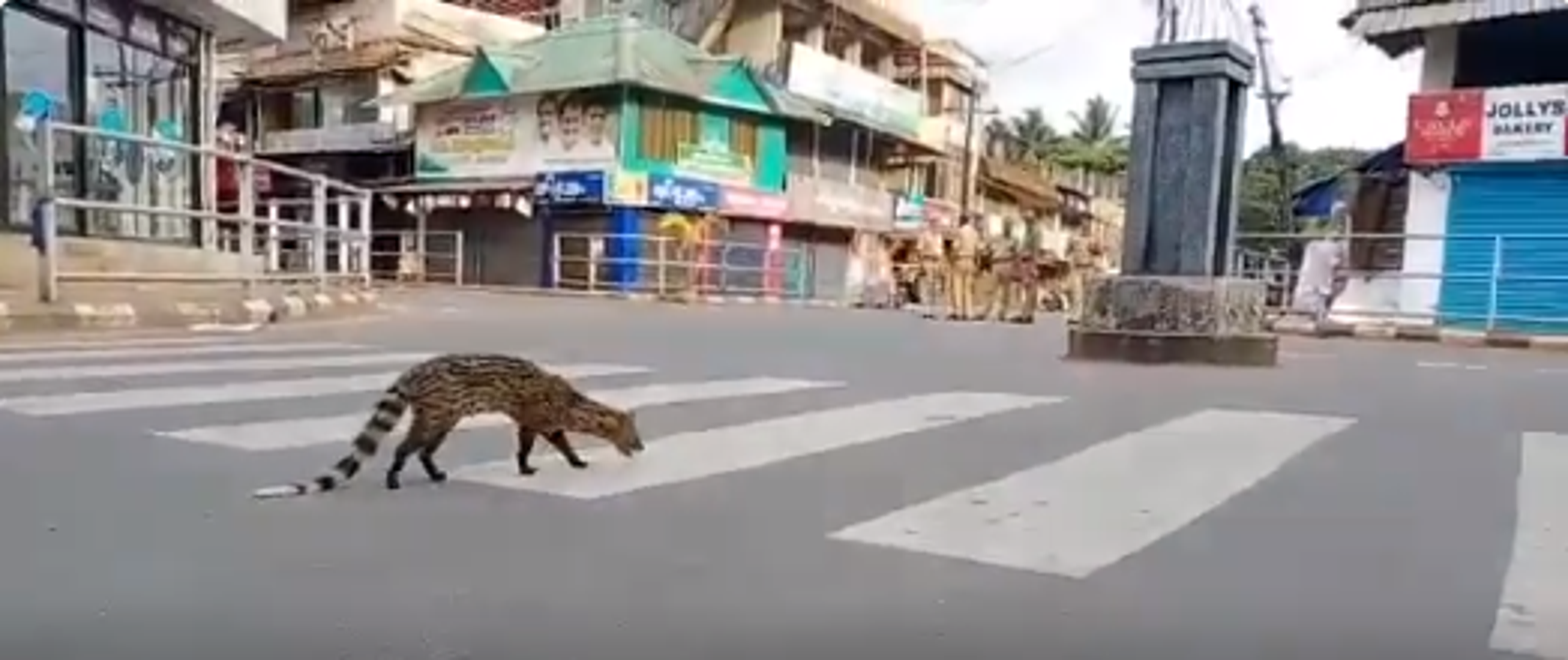 Azijska cibetka primijećena je kako hoda ulicama grada u Indiji. Ova životinja je ugrožena i prvi put je primijećena od 1990-ih godina. 