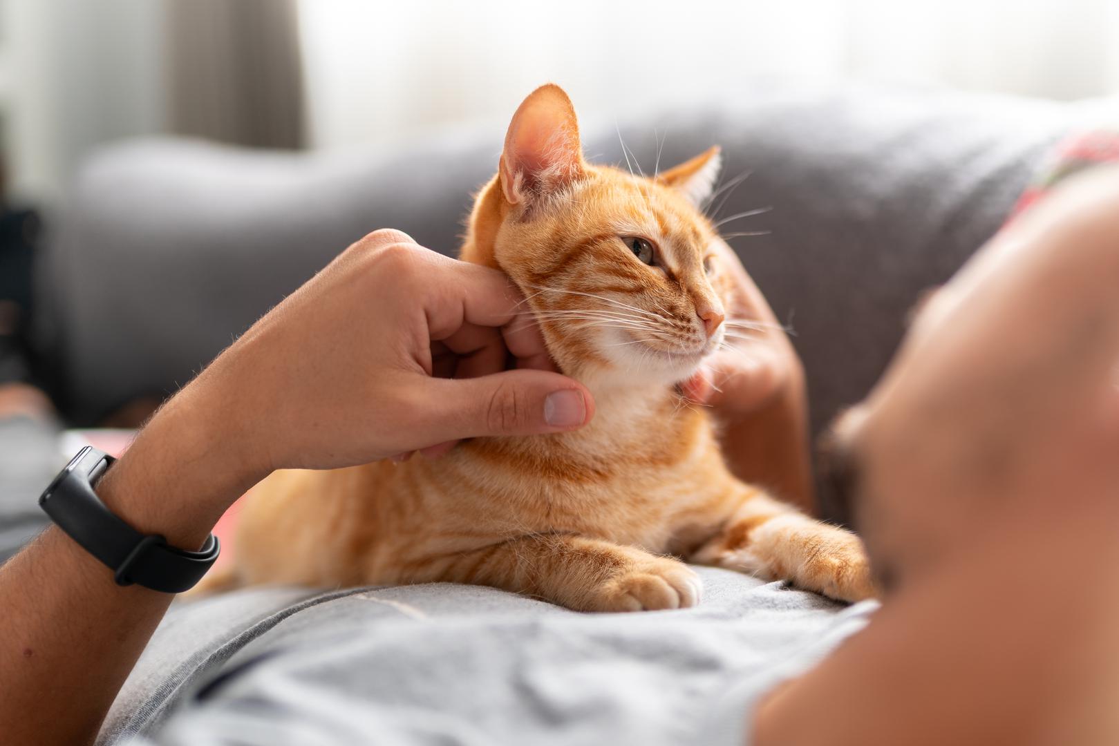 Iako je promjena mjesta za spavanje normalna, prema The Spruce Pets, trebali biste obratiti pažnju ako: mačka iznenada počne spavati na neuobičajenim mjestima, pokazuje znakove nelagode pri promjeni pozicije, provodi značajno više vremena skrivajući se te drastično promijeni svoje navike spavanja. Ove promjene mogu ukazivati na zdravstvene probleme i zahtijevaju posjet veterinaru.