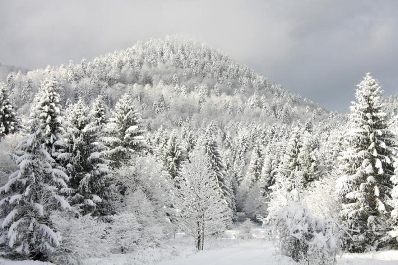 snijeg, šuma