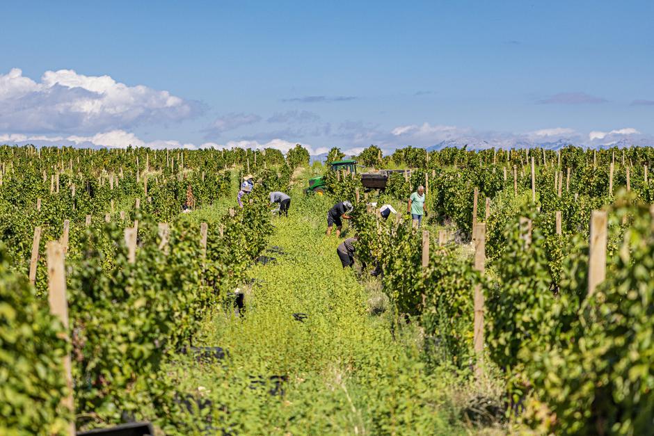 Čitluk: Berba grožđa u Kamenim vinogradima 