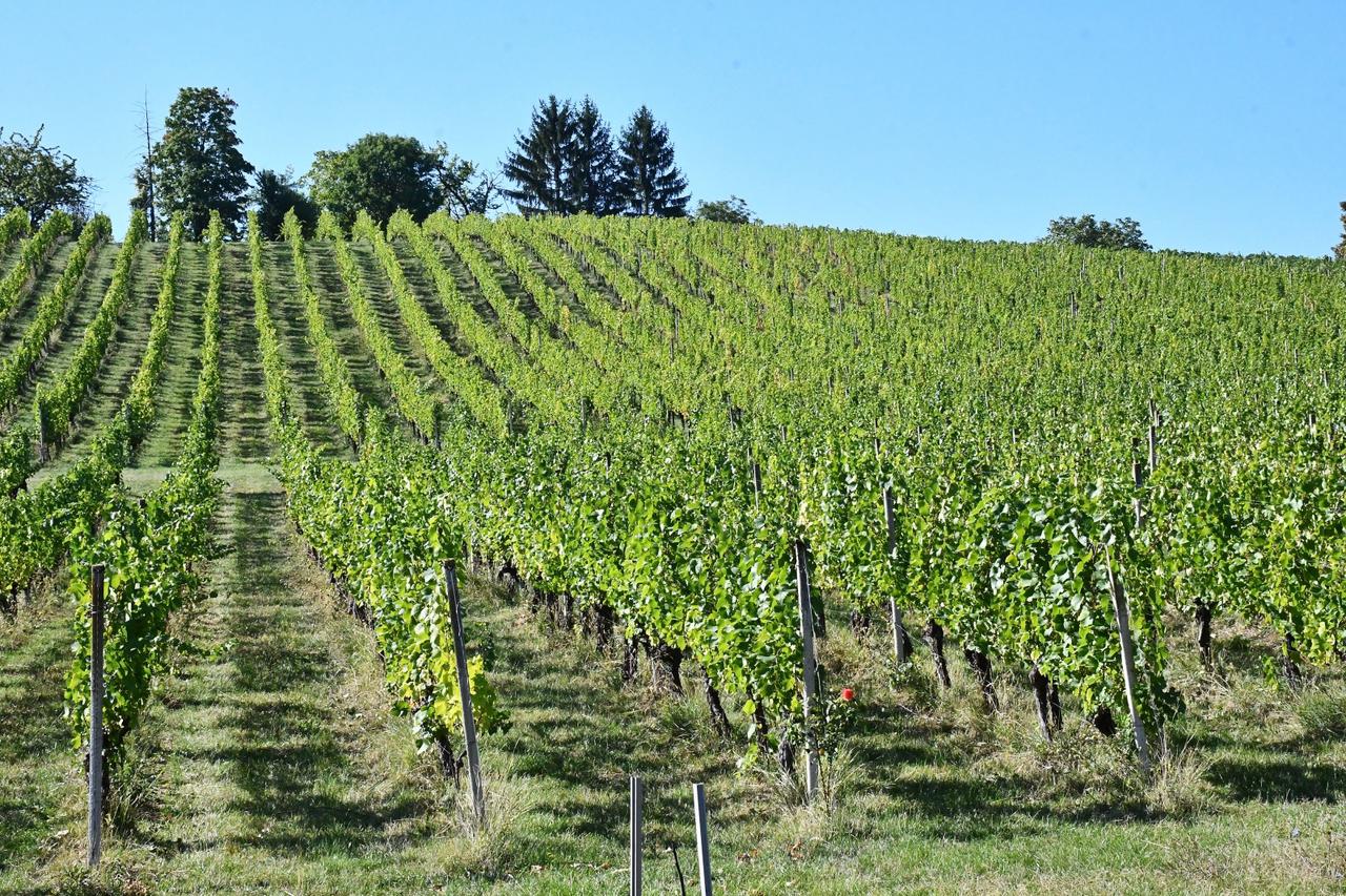 Brodski Stupnik: Održana 2. Press berba u vinogradima vinarije Galić