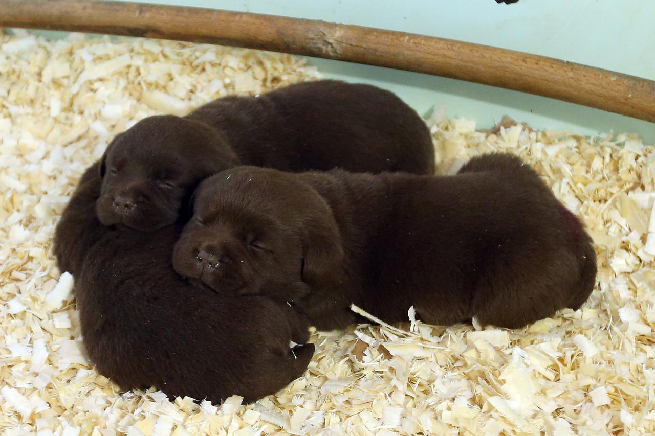 ?i?ka Poljana: Šampion Picasso obitelji Hemen najljepši je labrador u Kini