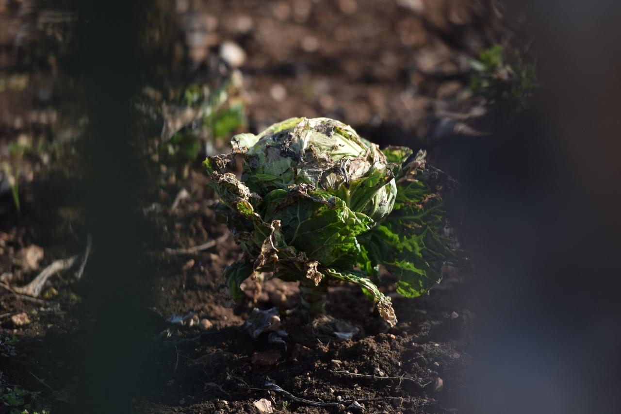 Glavice kupusa oštećene jakim ledom