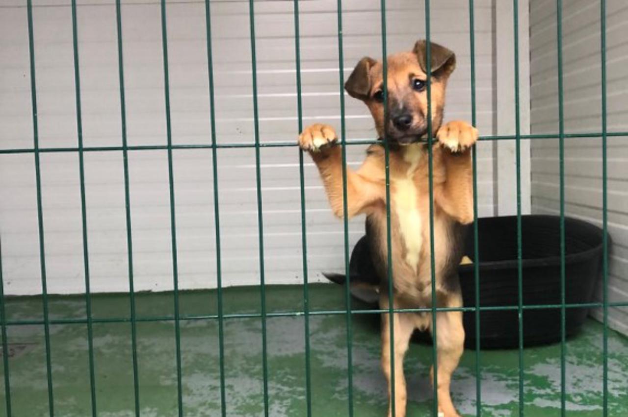 Šapa spasa - pomozite obnoviti Farmicu