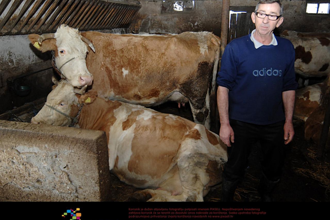 \'06.01.2012., Palanjek, Setus, Mahovo - U selima Gornja Posavine zabiljezeno je 300-tinjak slucajeva leukoze goveda. Ivo Matlekovic (Mahovo) Photo: Nikola Cutuk/PIXSELL\'