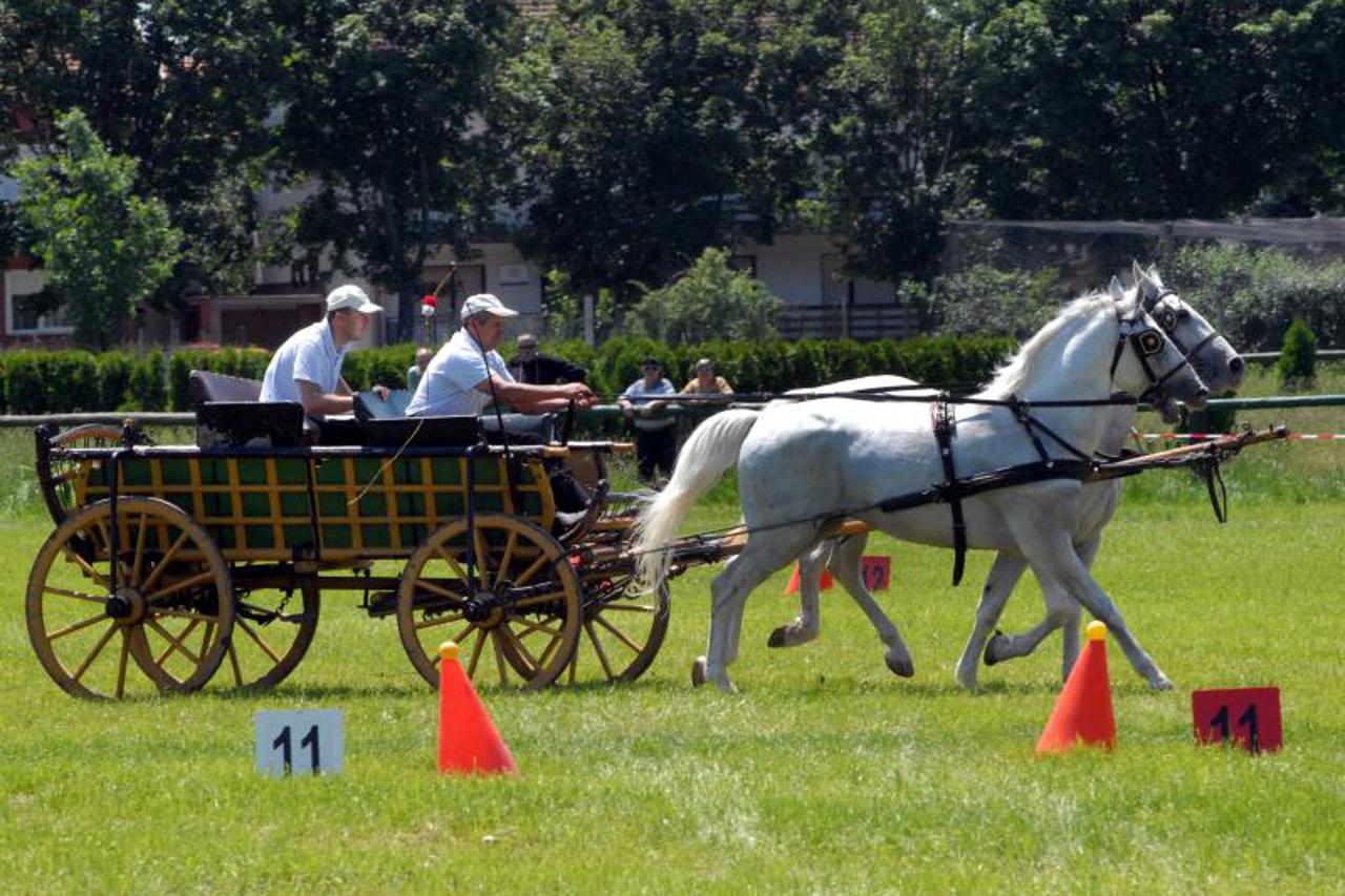 Slavonski Brod konji (1)