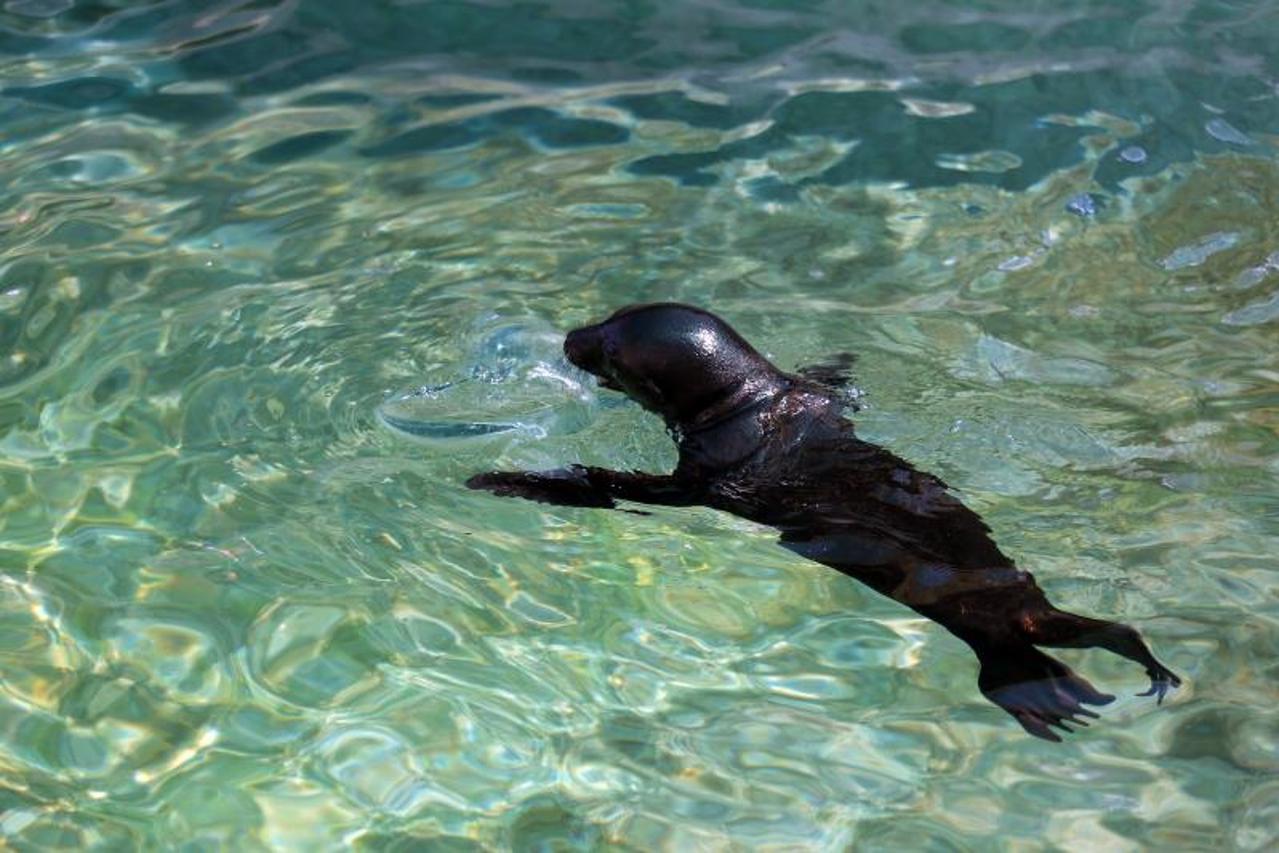Zoološki vrt u Maksimiru