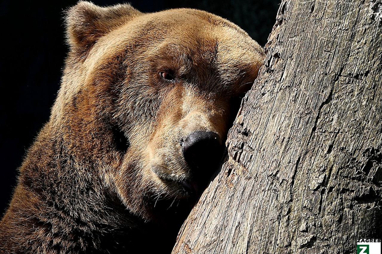 smeđi medvjed