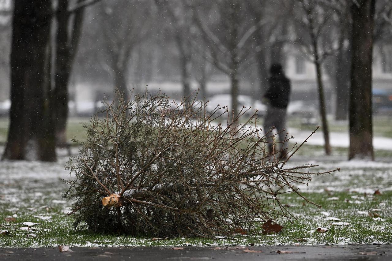 Zagreb: Odbačeni borovu u parkovima