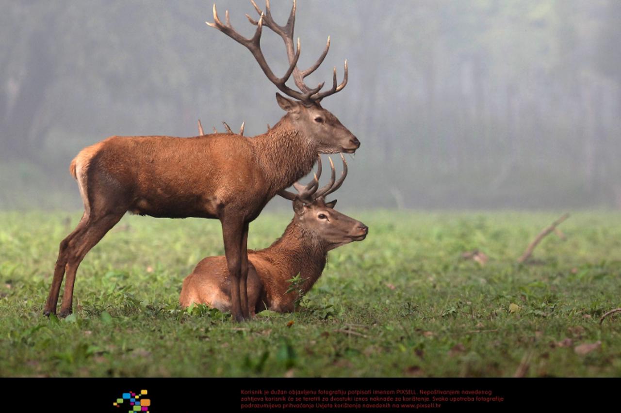 '15.09.2010, Kopacki rit - Rika jelena u Eko centru Zlatna Greda.  Photo: Davor Javorovic/PIXSELL'
