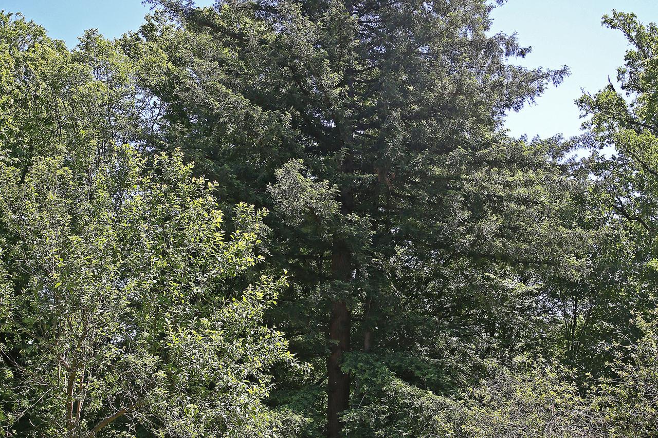 Najstarije stablo u Zagrebu nalazi se ispred Centra za rehabilitaciju