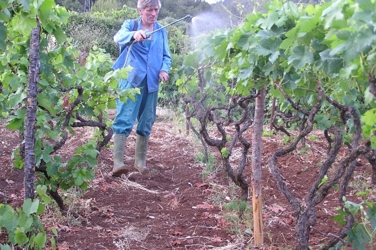 'prskanje vinograda'