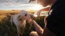 Which Dog Breeds Best Tolerate Heat, and Which Need Extra Care?
