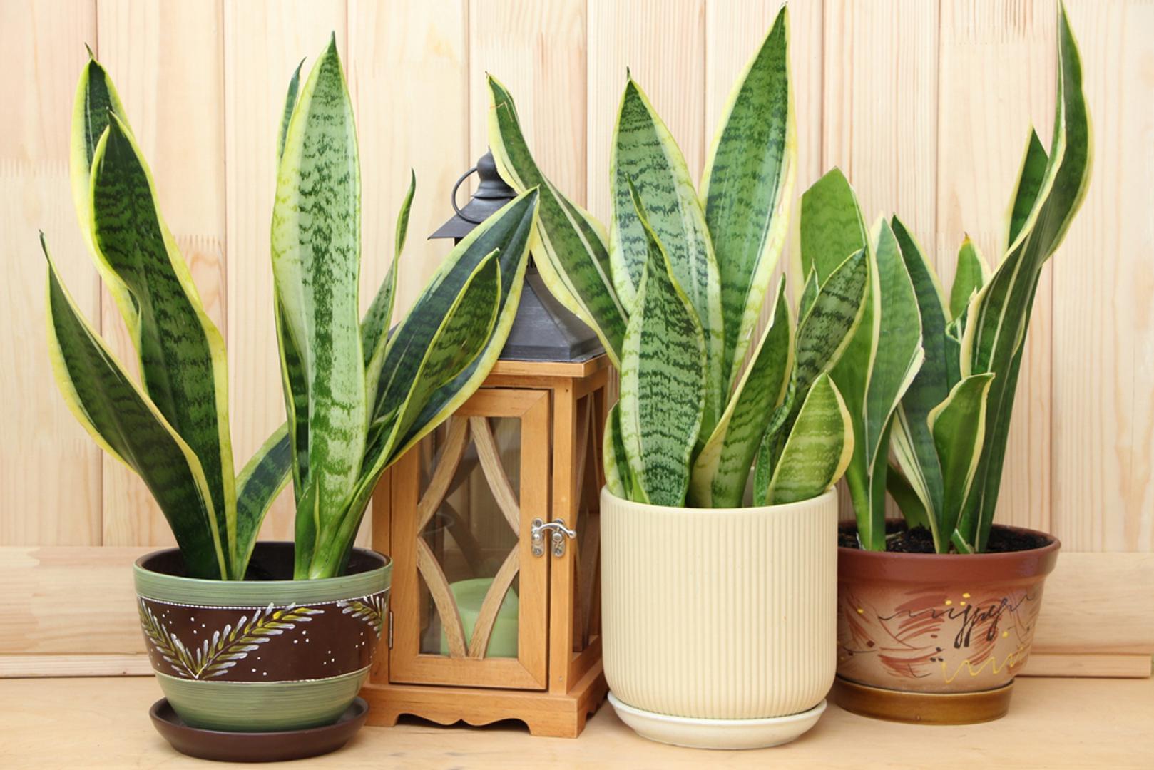 Sansevieria (svekrvin jezik): Iako nije klasičan sukulent, zbog sposobnosti skladištenja vode često se tako tretira. Izdržava tamnije prostore, neredovito zalijevanje i suhi zrak. Njeni uspravni listovi unose vertikalnu dinamiku u svaki prostor.