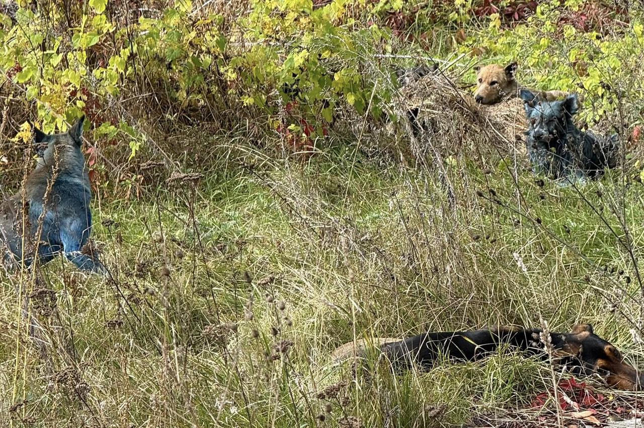 Vađenje krvi novorođenčetu iz pete