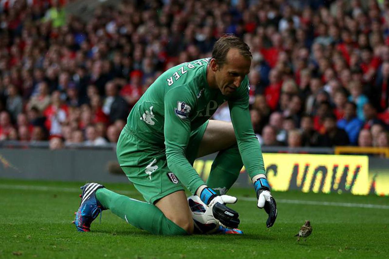 Mark Schwarzer ptica (1)