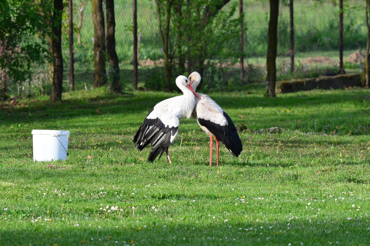 12.04.2017., Brodski Varos - Nakon nekoliko dana zakasnjena Klepetan se vratio Malenoj u gnijezdo te je razbio sva jaja koja je Malena izlegla i razrusio cijelo gnijezdo. Photo: Ivica Galovic/ PIXSELL