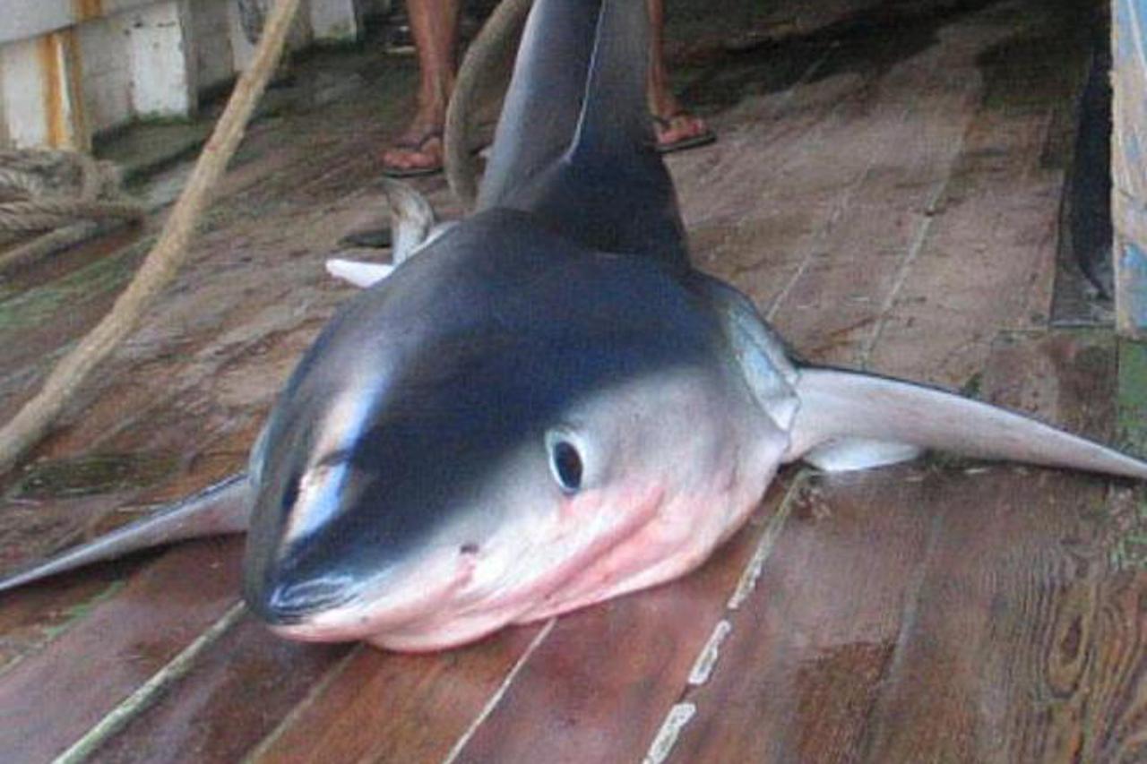 Tribunj: Ulovili morskog psa modrulja dugog 3,43 metra i teškog preko 250 kg