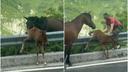 Helpless Foal Trapped on Fence Fights for Life: Man Appears and Makes a Move That's Being Talked About