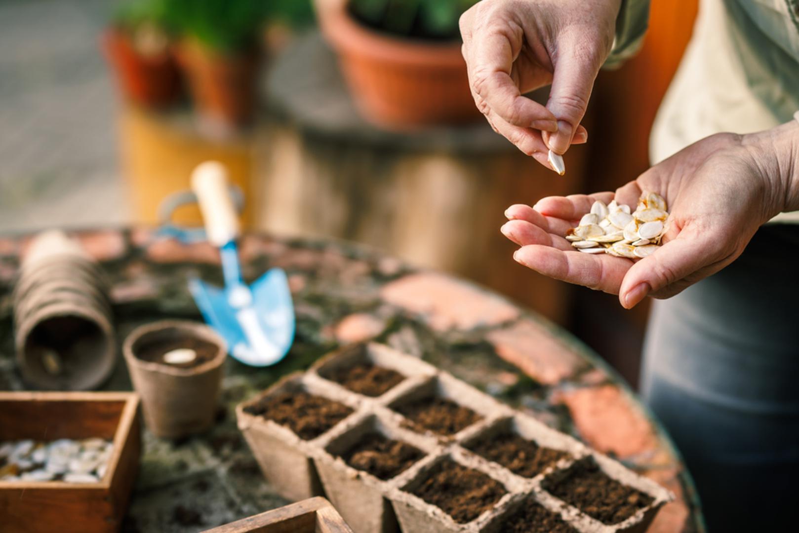 Najvažnije je pratiti vremensku prognozu jer su još uvijek mogući kratki valovi mraza pa je pametno imati pri ruci agrotekstil ili foliju. Ako želite brz osjećaj 'živog vrta', ožujak je savršen za rane kulture koje vole svježije vrijeme. Evo koje bez imalo ustručavanja možete zasijati već danas.