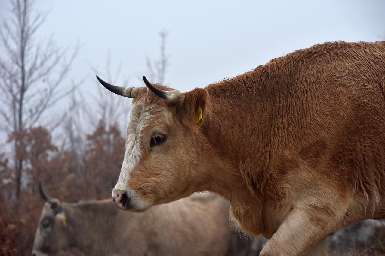 Stado goveda prolazi cestom na brdu Svilaja iznad Drniša 