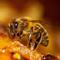 Avatar Little Busy Bee
