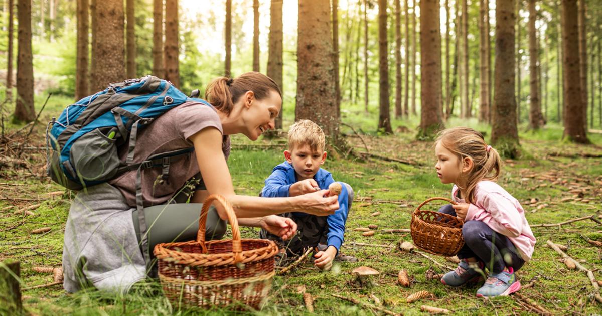 Nisu samo vrganji: Ovo je 6 jestivih gljiva koje u jesen rastu u Hrvatskoj, vrijedi ih potražiti