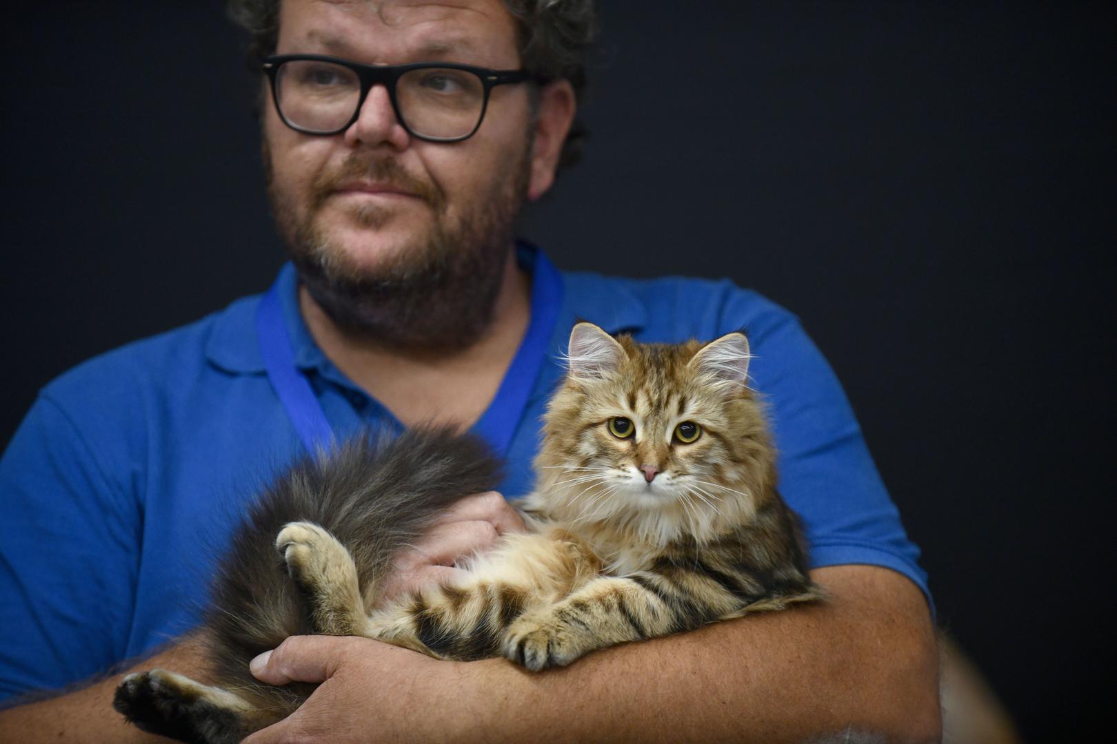 Posebnu pozornost privukli su jučer veterani izložbenih pista – Zoki, crni Maine Coon, trostruki national winner i dvostruki world winner, te legendarni American Curl Vulcano s impresivnim titulama.