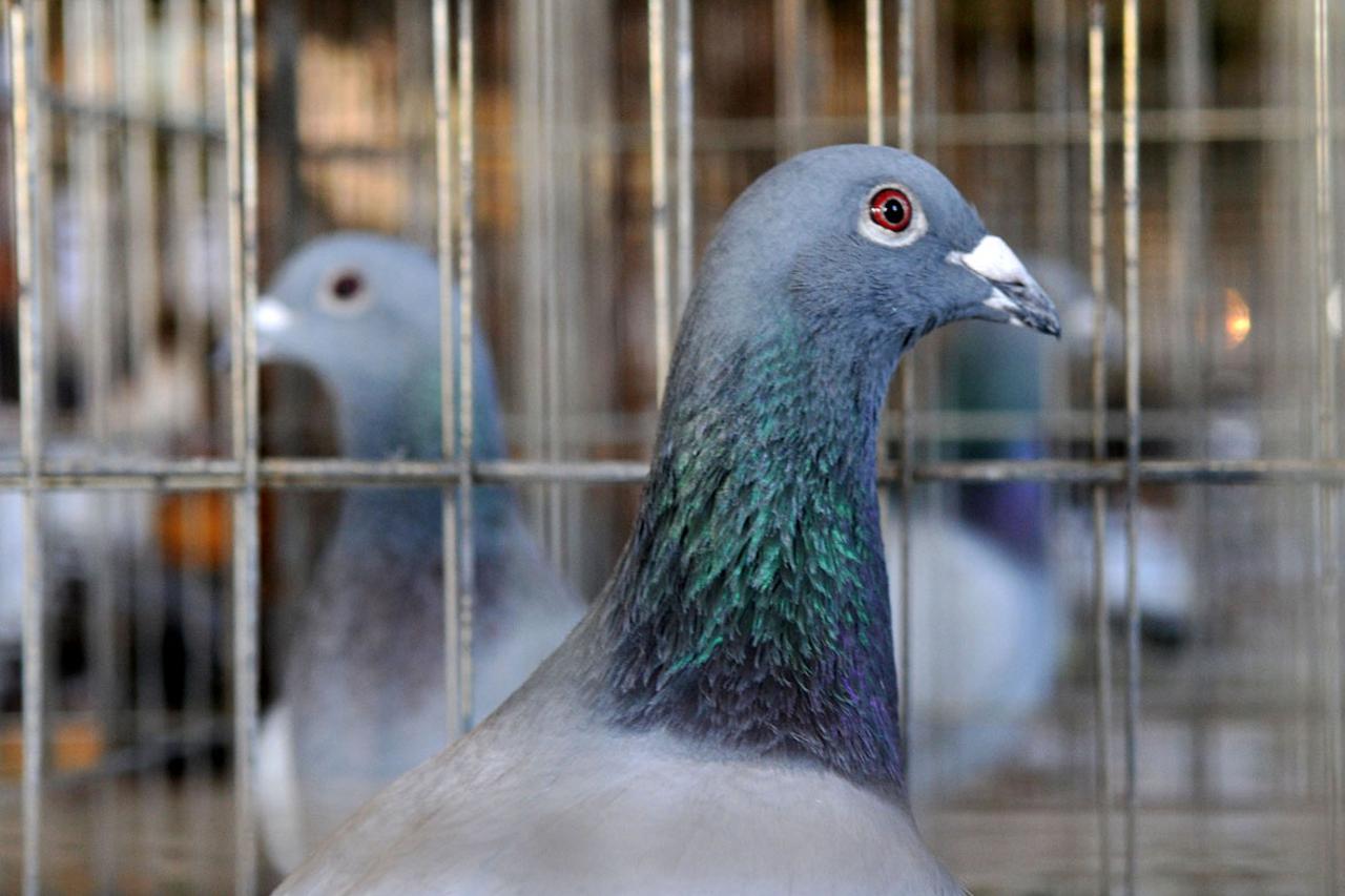 izlozba malih zivotinja