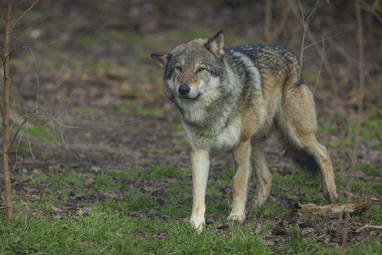 Osijek: Životinje u osječkom zoološkom vrtu