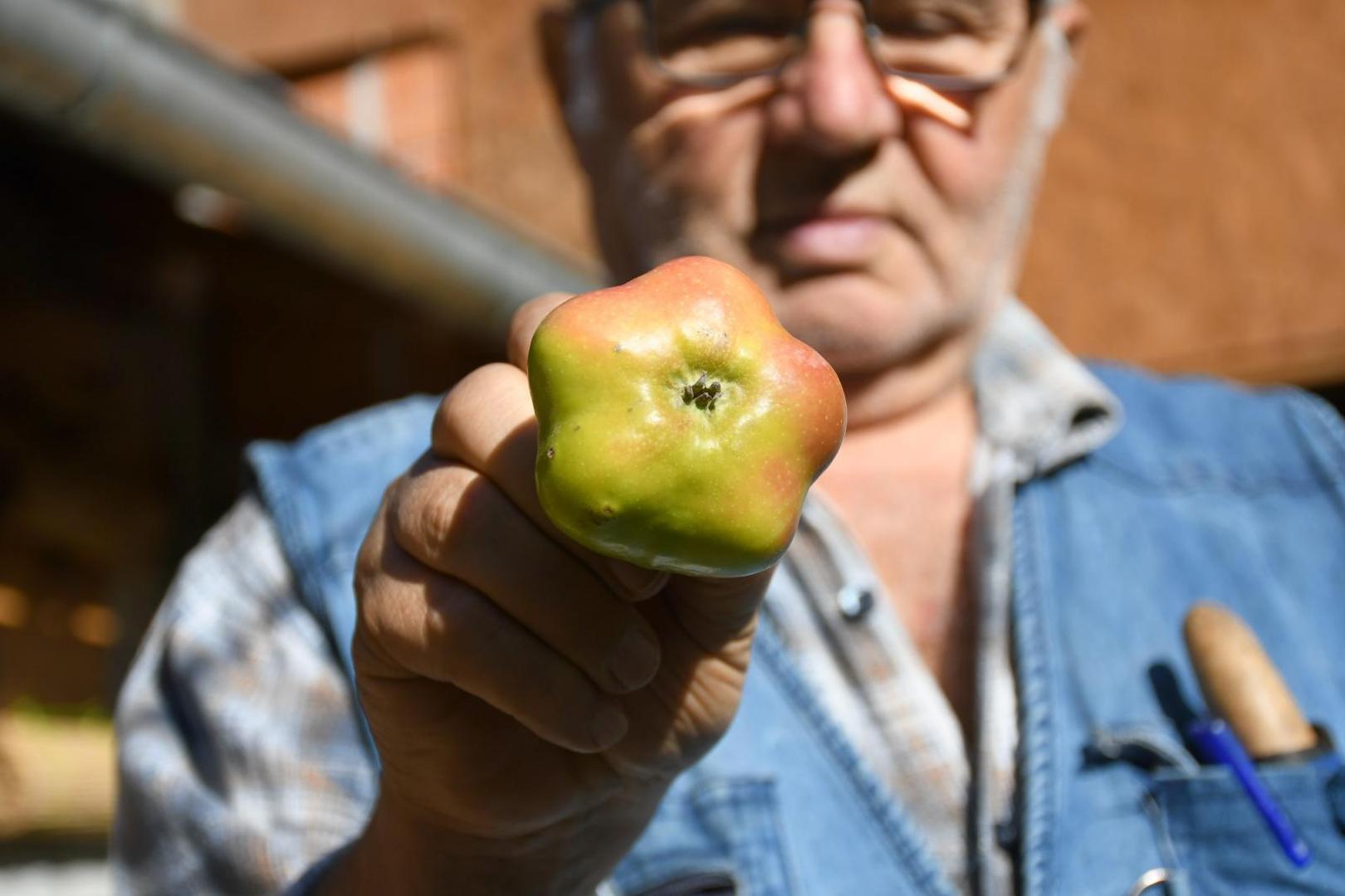 28.10.2020., Cvetkovec - Pavle Kovacic uzgaja i skuplja starinske domace sorte jabuka kojih u svom vocnjaku ima preko 800 vrsta. Jedna od posebnijih jabuka je Adamova zvijezda.
Photo:Damir Spehar/PIXSELL