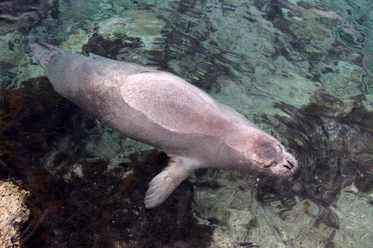 sredozemna medvjedica