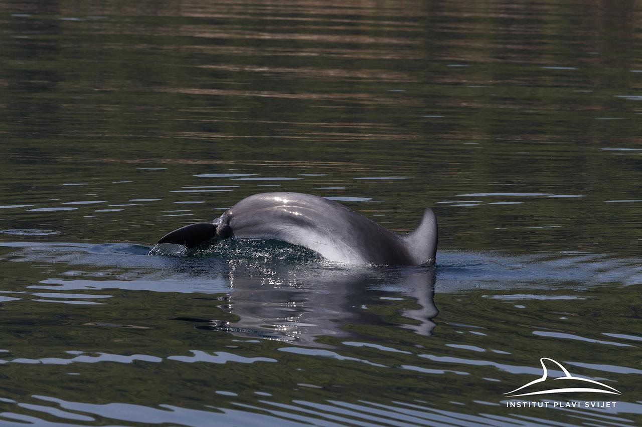 Zagreb: Na tržnici Dolac bogata ponuda unatoč velikim vrućinama