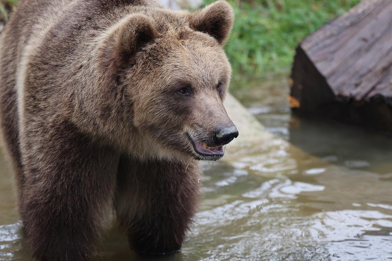 Zagrebački zoološki vrt dobio nove stanovnike, medvjediće Alberta i Kvetu