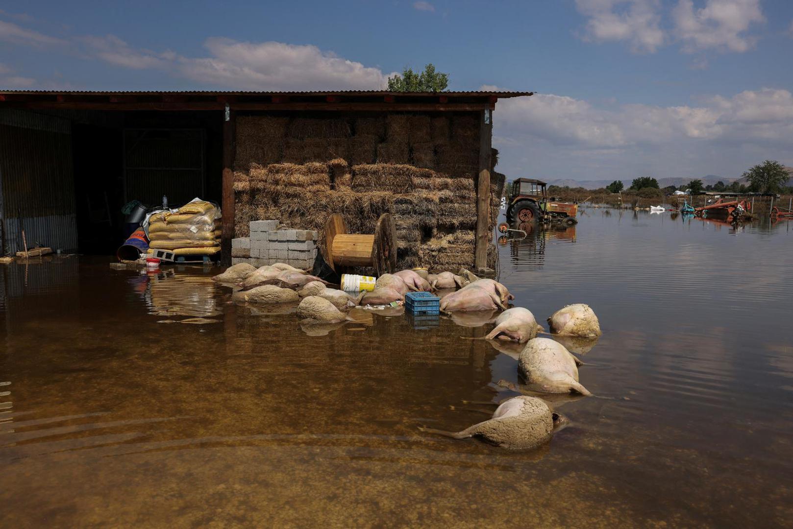 Drowned sheep are seen in flood waters in a farm, in the aftermath of Storm Daniel in central Greece, in the village of Palamas, Greece, September 9, 2023. REUTERS/Alexandros Avramidis Photo: ALEXANDROS AVRAMIDIS/REUTERS