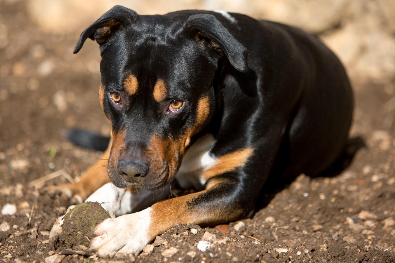 Pas mješanac Stafforda i lova?kog pti?ara
