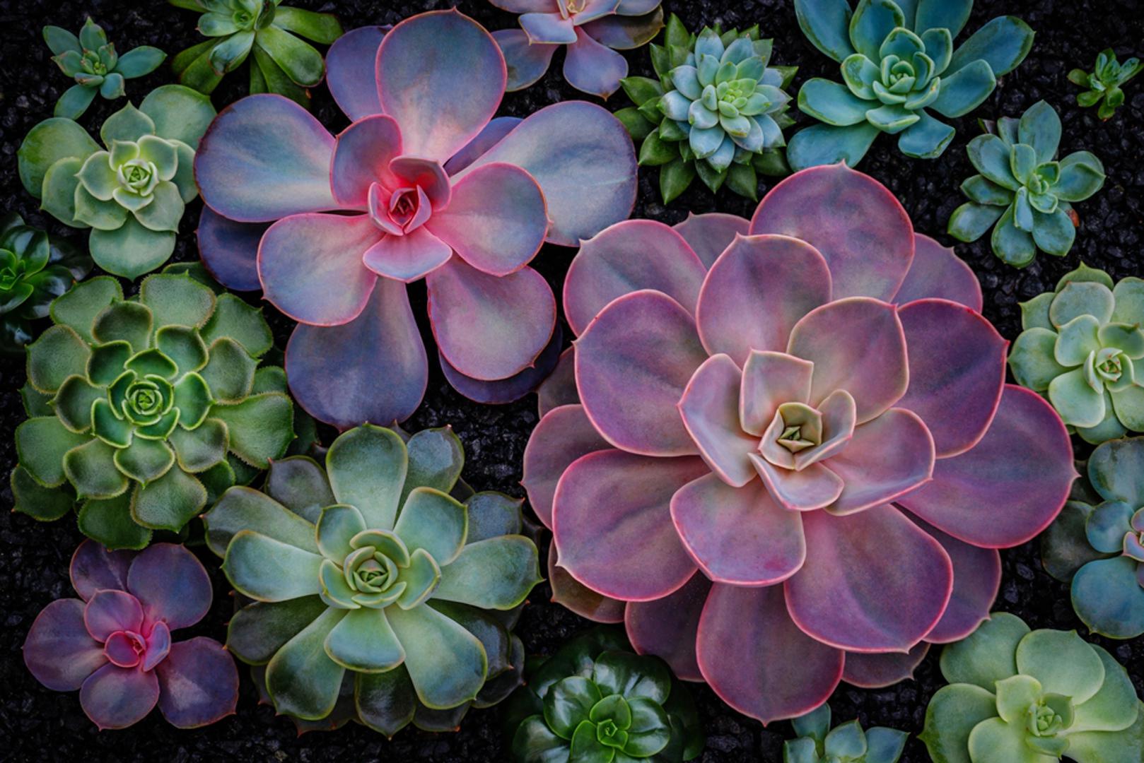 Echeveria: Ova biljka u obliku rozete dolazi u mnogim bojama, od sivozelene do ružičaste. Potrebno joj je puno svjetlosti da zadrži kompaktan oblik i jarke boje. Echeveria ne voli višak vlage, pa ju je dovoljno zalijevati jednom u dva tjedna.