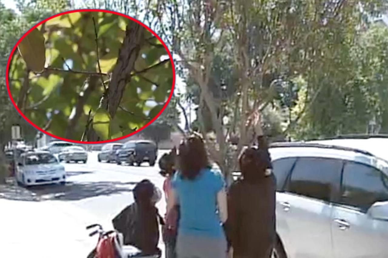 Drvo iz kojeg idu 'Božje suze'