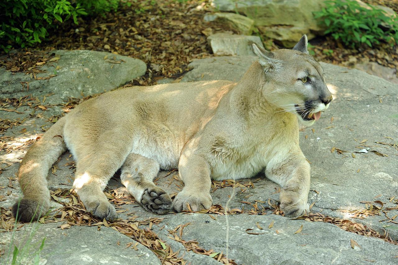 puma