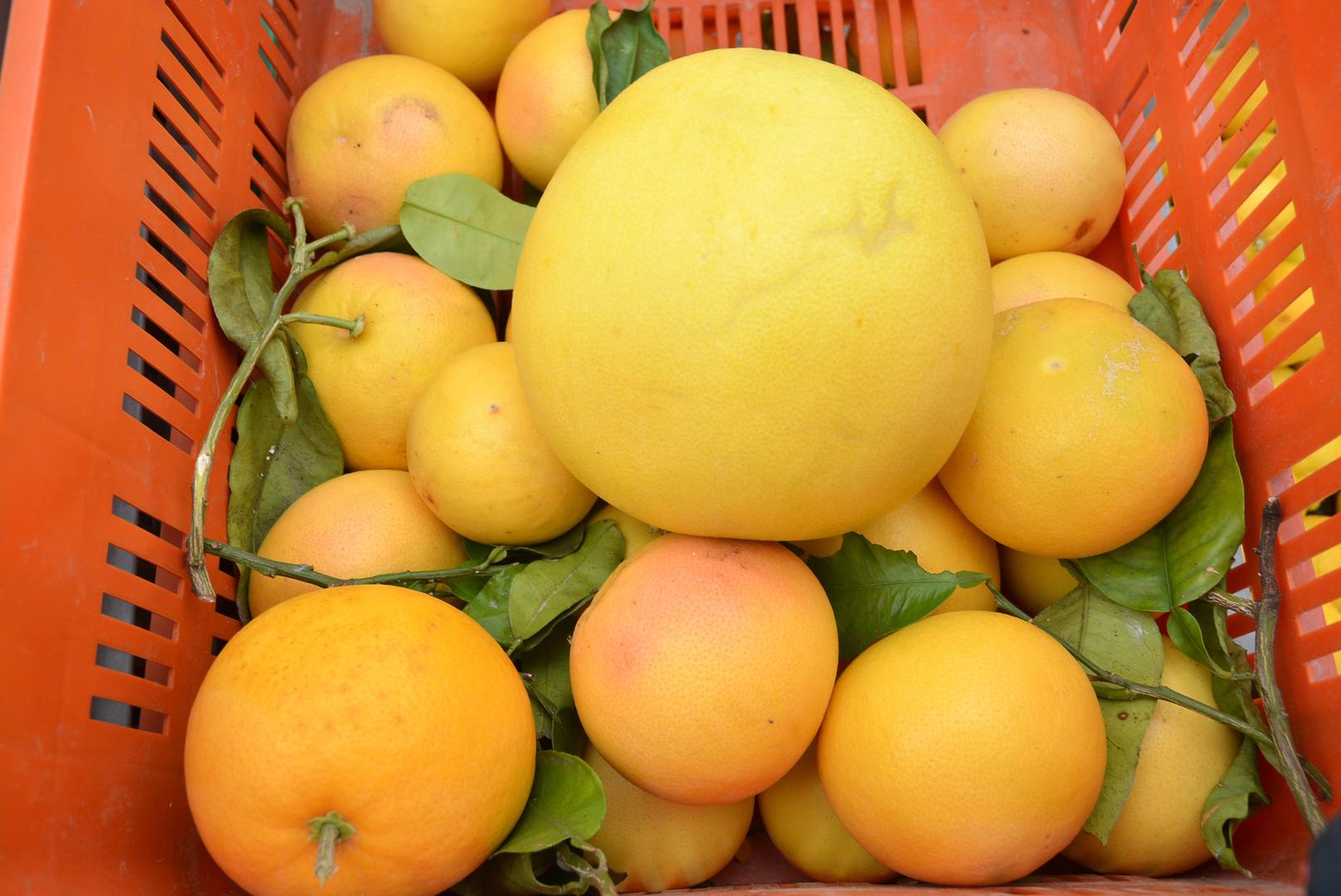 7. CITRUSI: Svi članovi ove tropske plodne obitelji superbogati su antioksidansima, vitaminom C i folnom kiselinom, od kojih su svi navedeni bitni za muško reproduktivno zdravlje. 