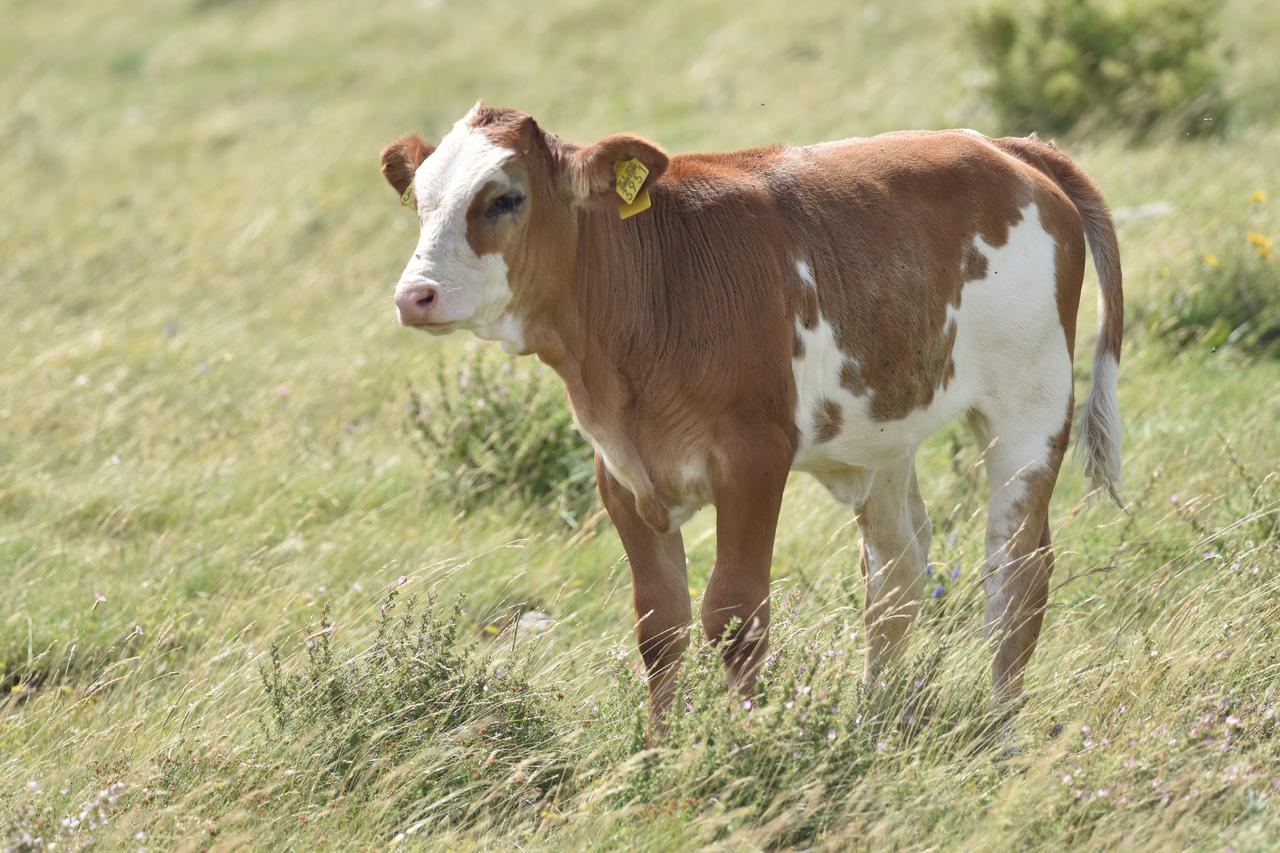 Krave na ispaši na vrhu planine Svilaje