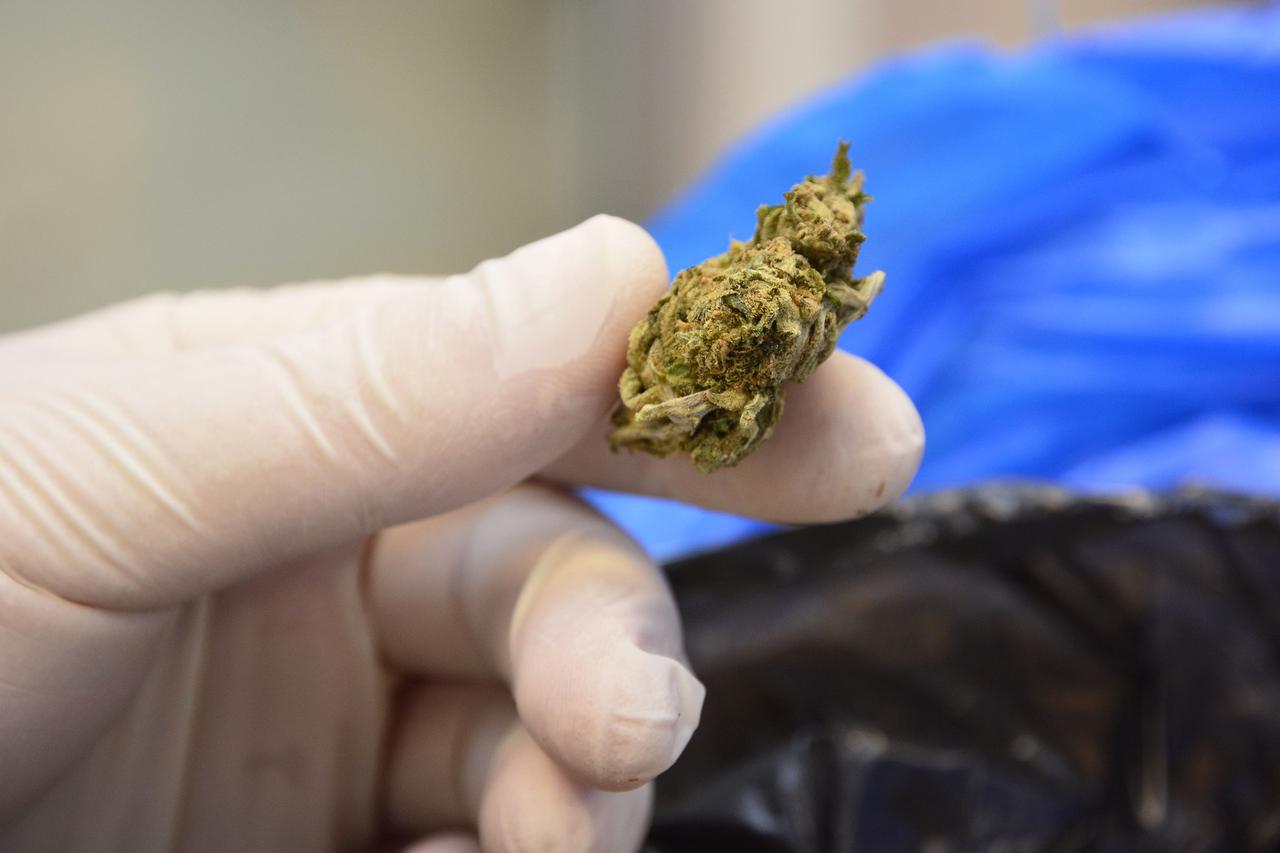 Marihuana
