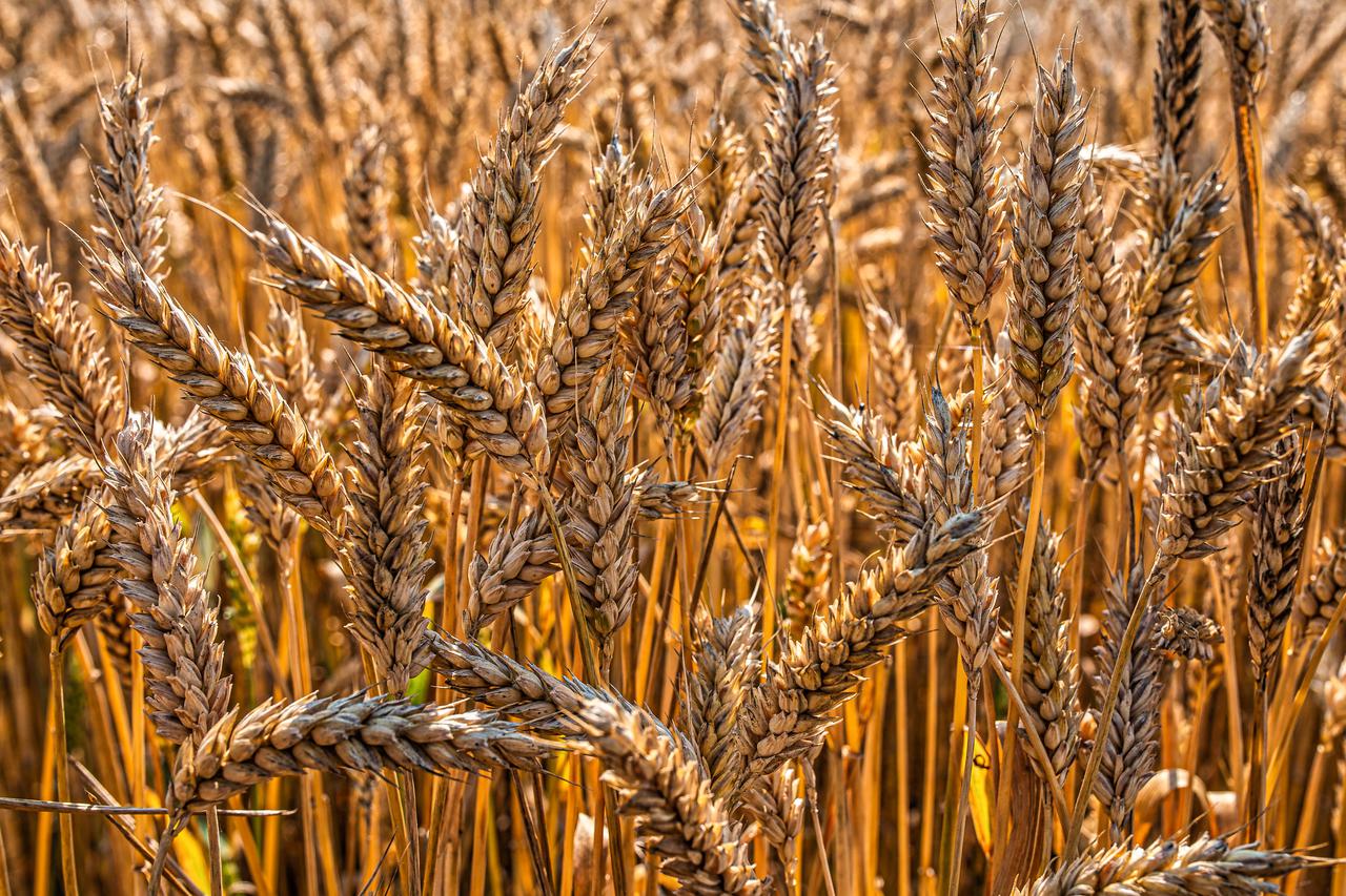 Pšenica na poljima Slavonije spremna je za žetvu