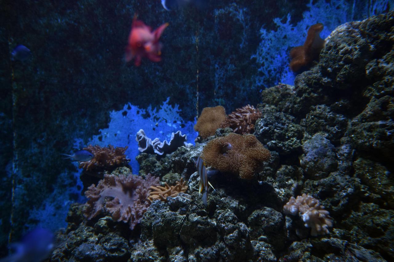 koralji