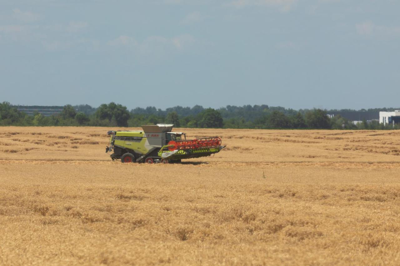 Zlatna polja Slavonije u žetvi