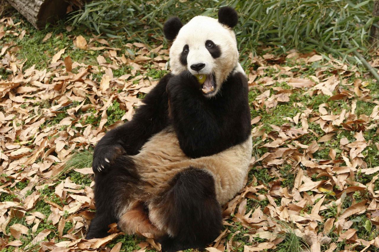 panda