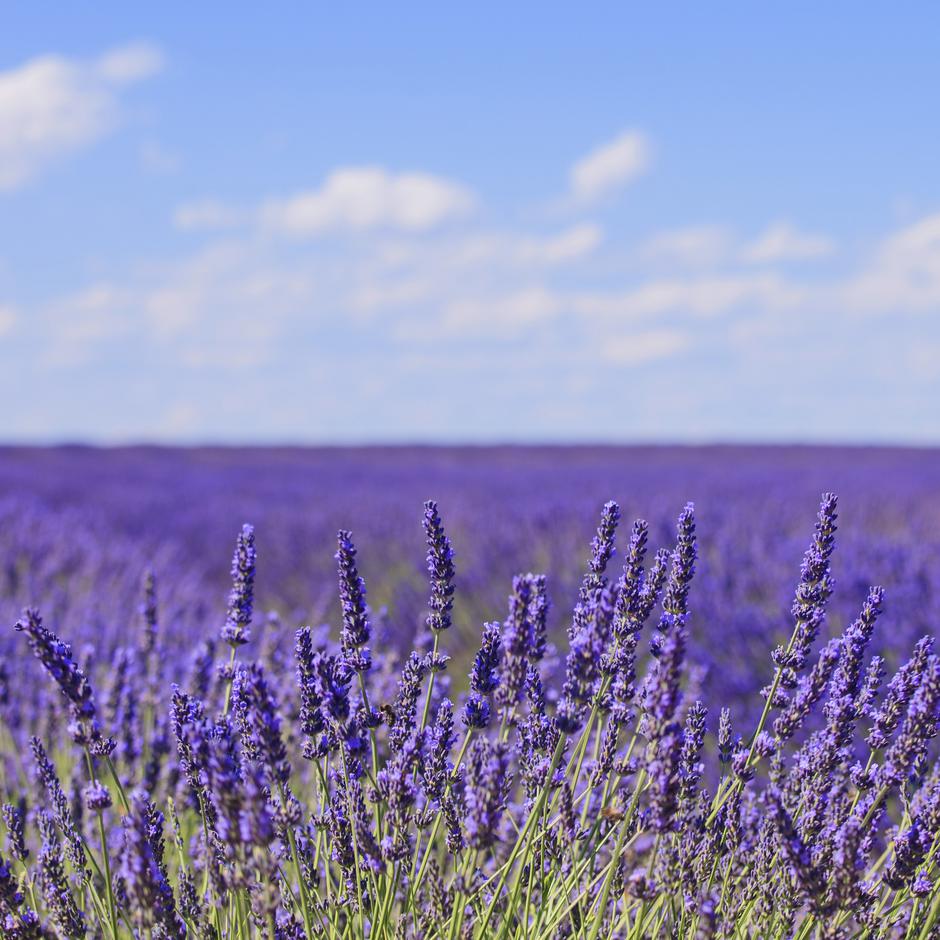 Lavanda