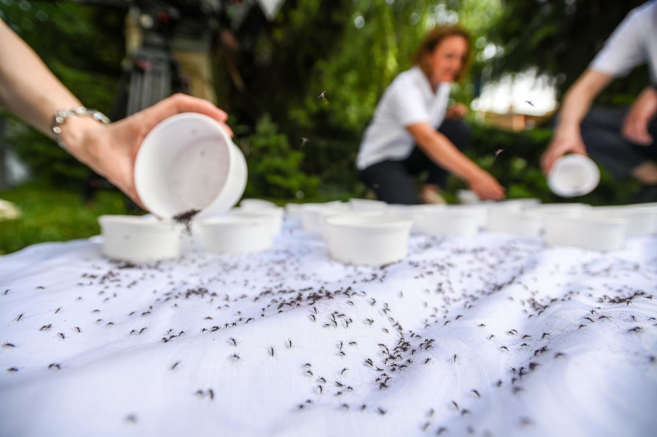Zagreb: U Cvjetnom naselju ispušteno 50 tisuća sterilnih komaraca
